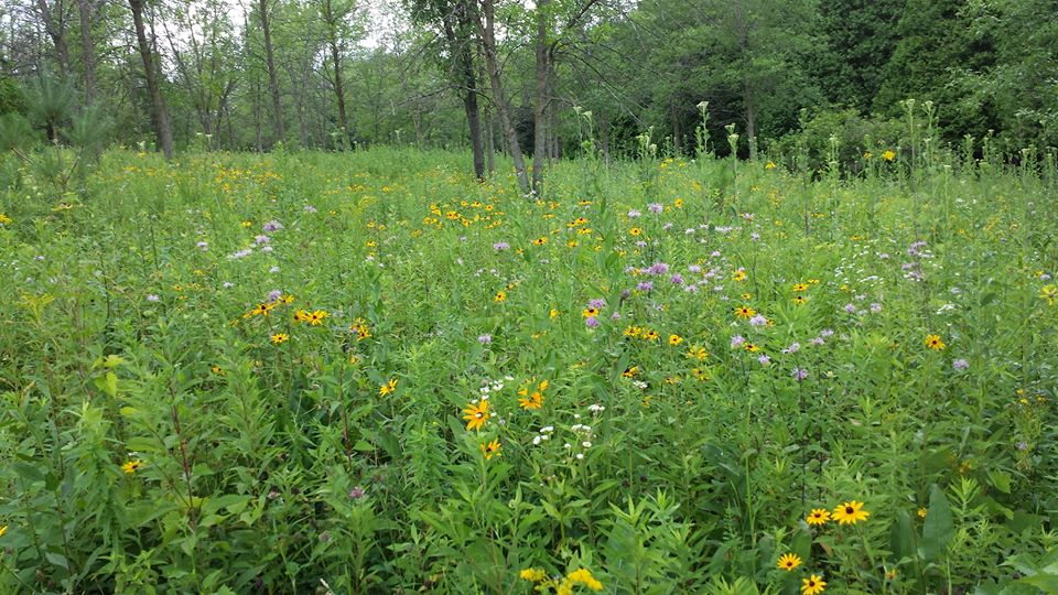 Retzer wild flowers